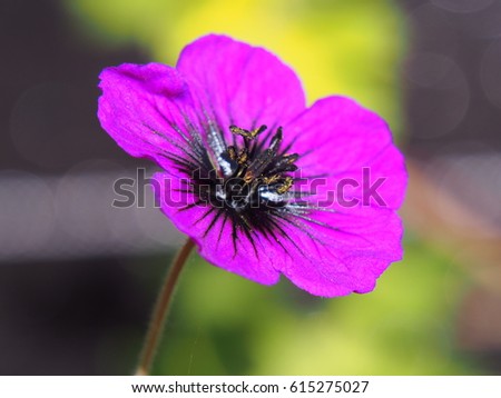 Single bloom geranium