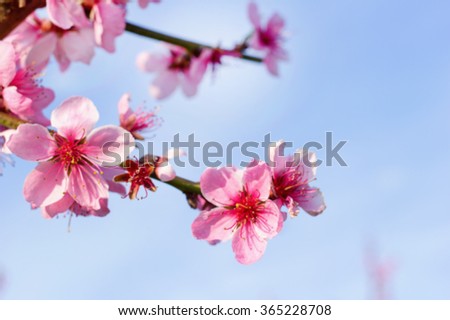 Blurred background. Branches with beautiful pink flowers (Peach) against the blue sky. Selective Focus. Peach blossom in the sunny day.