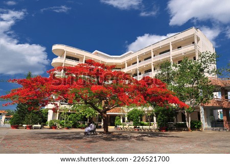 Phoenix flower in pedagogical colleges BaRia VungTau , Vietnam