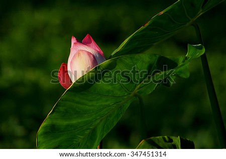 Lotus flower