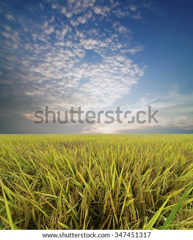 Paddy field , Vietnam