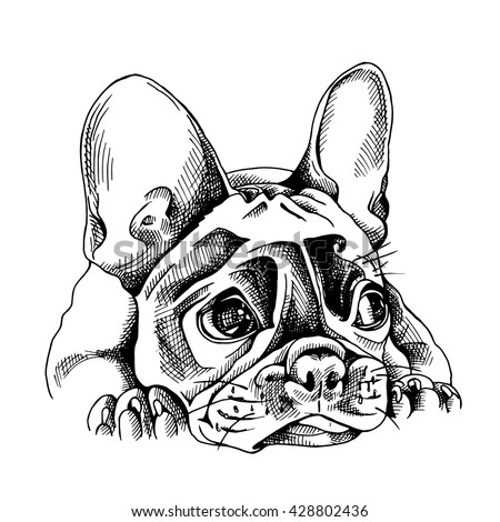 Portrait French Bulldog Vector Illustration Stock Vector 428802436