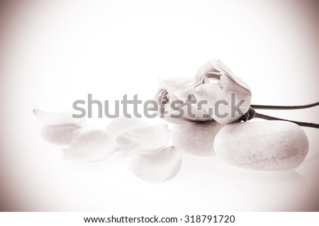 rose flowers isolated with stones effect vintage