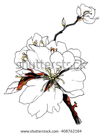 White cherry sakura tropical flower in blossom on a branch. Botanical colorful Illustration for wedding greeting cards, invitations, and other printing projects. Japanese oriental style.