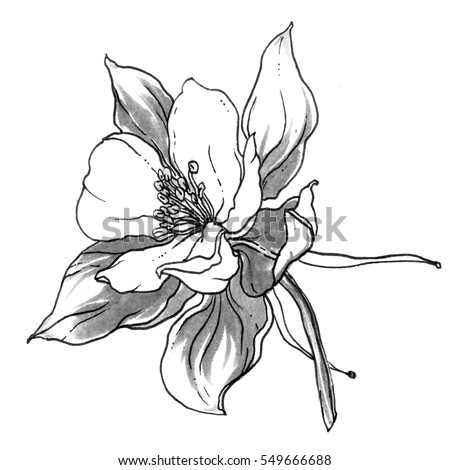 Columbine Stock Images, Royalty-Free Images & Vectors  Shutterstock