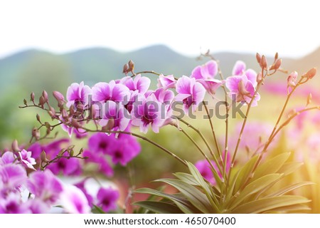 orchids,orchids purple ,orchids purple Is considered the queen of flowers in Thailand