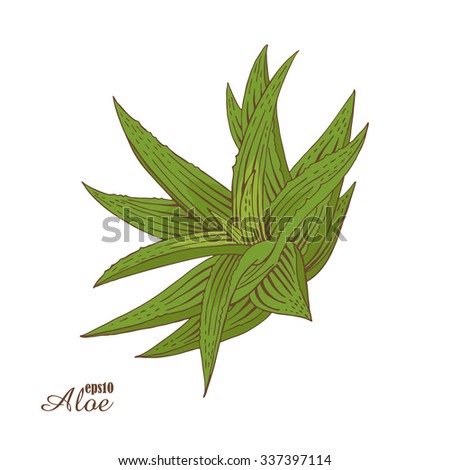 Close Fresh Pineapple Green Yellow Leaf Stock Photo 186794423