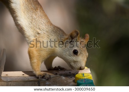Rodent hairy tail grey about All can Rodent hairy tail grey