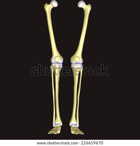 Leg Anatomy Stock Images, Royalty-Free Images & Vectors | Shutterstock