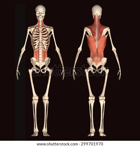 Human Skeleton Stock Photos, Images, & Pictures | Shutterstock