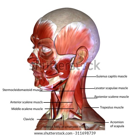 Human Face Muscles Stock Illustration 311698739 - Shutterstock