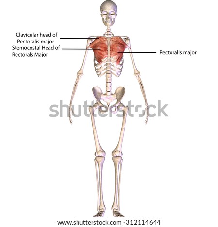 Human Skeleton Posterior View Didactic Board Stock Vector 128909618