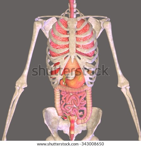 Man Skeleton Internal Organs 3 D Stock Illustration 138177713