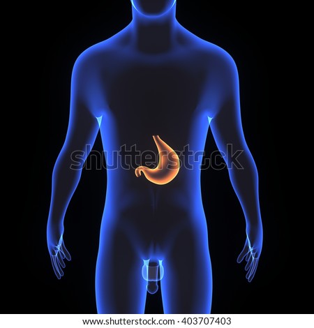 Stomach Anatomy Stock Images, Royalty-Free Images & Vectors | Shutterstock