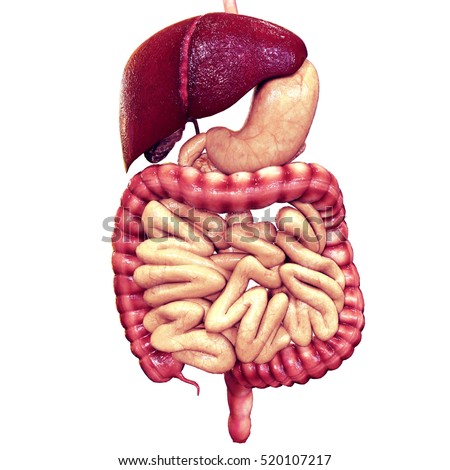 Duodenum Stock Images, Royalty-Free Images & Vectors | Shutterstock