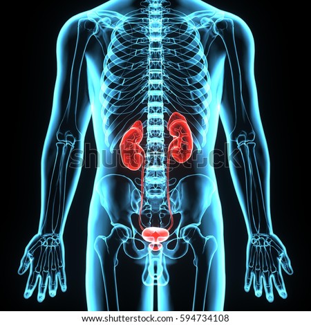 Bladder Stock Images, Royalty-Free Images & Vectors | Shutterstock