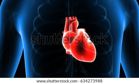 Pulmonary Circulation Stock Images, Royalty-Free Images & Vectors