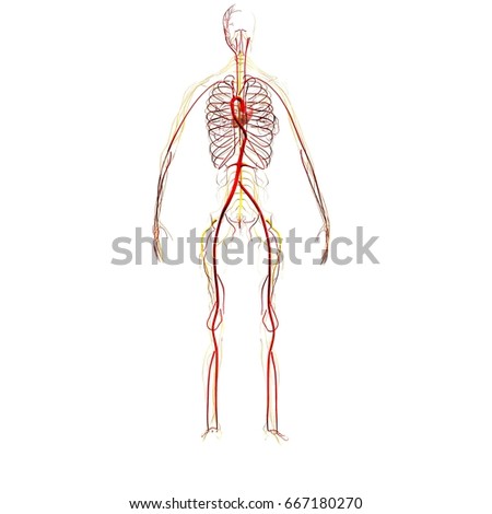 Illustration Isolated Human Circulatory System Stock Vector 131936039 ...