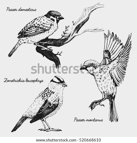 Hand Drawn Vector Realistic Bird Sketch Graphic Style White Crowned Sparrow Passer Domesticus