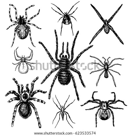 spider or arachnid species most dangerous insects in the world old vintage for halloween - Phobia Halloween spider or arachnid species most dangerous insects in the world old vintage for halloween - Phobia Halloween