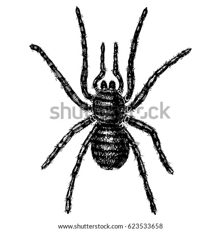 spider or arachnid species most dangerous insects in the world old vintage for halloween - Phobia Halloween spider or arachnid species most dangerous insects in the world old vintage for halloween - Phobia Halloween