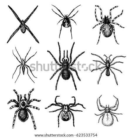 spider or arachnid species most dangerous insects in the world old vintage for halloween - Phobia Halloween spider or arachnid species most dangerous insects in the world old vintage for halloween - Phobia Halloween