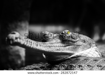 Gavialis-gangeticum Stock Photos, Royalty-Free Images & Vectors ...