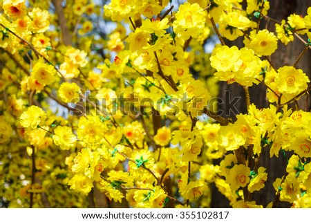 Yellow apricot blossom