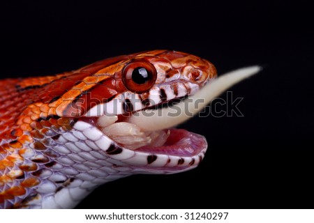 Snake eating Stock Photos, Images, & Pictures | Shutterstock