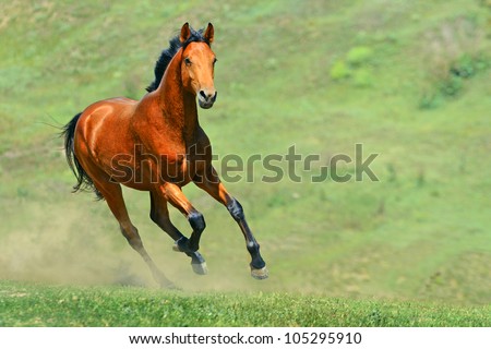 Horses Running Stock Photos, Images, & Pictures | Shutterstock