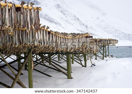 Row of dried cod fish hung outside. Northern Norway.