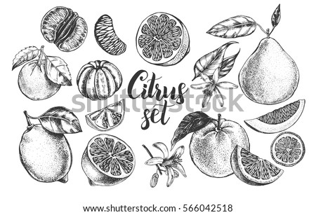 Ink hand drawn set of different kinds of citrus fruits. Food elements collection for design, Vector illustration.