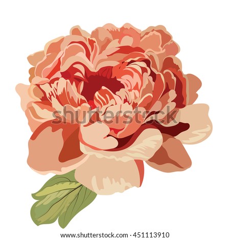 Peony pink flower isolated Vector