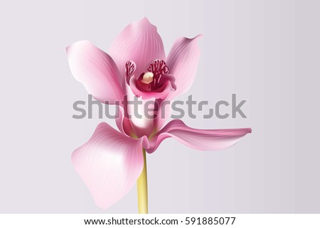 Orchid flower background. Beautiful Postcard for Weddings, Birthday, Anniversary. Vector illustration