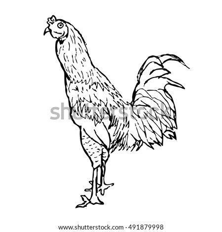 Rooster Collection Black Outline Illustration Vector Stock Vector ...