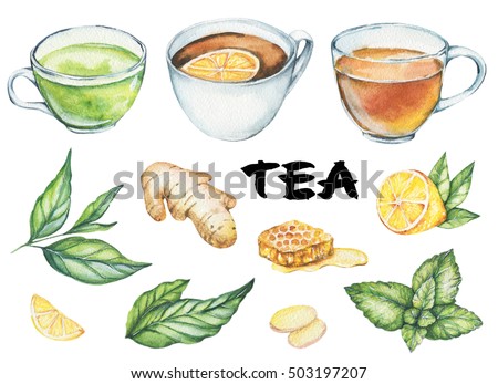Hand drawn watercolor illustration. Painted tea pictures set. Menu design, icons. Traditional drink. Ginger, lemon. mint. tea leaves, herbs, honey, green tea, black tea. Isolated on white