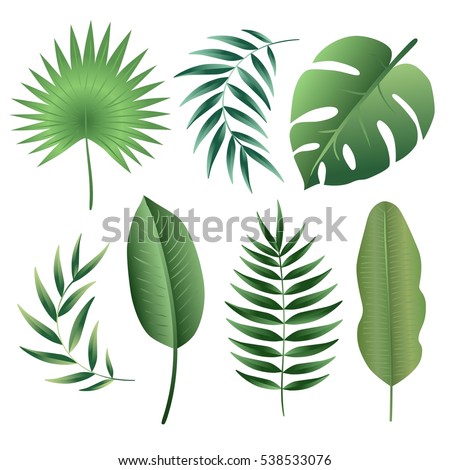 Vector Set Tropical Leaves Palm Leaf Stock Vector 538533076 - Shutterstock