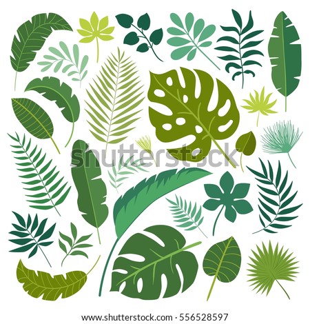 Vector set of tropical leaves. Palm leaf, banana leaf. Jungle trees.Botanical (floral) illustration