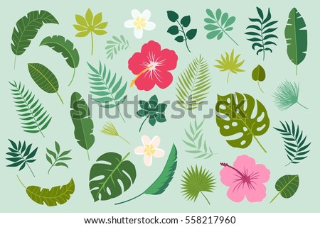 Vector set of tropical leaves. Palm leaf, banana leaf, hibiscus, plumeria flowers. Jungle trees.Botanical (floral) illustration