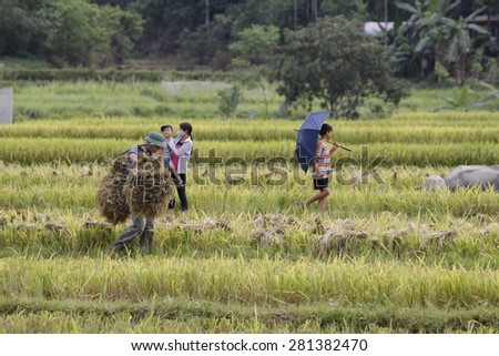 HOA BINH VIETNAM May 22 2015 An unidentified farmer are harvesting rice and carries rice from the farm home in Hoa Binh, Vietnam. Hoa Binh is a biggest rice stock in north Vietnam