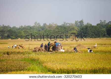 HOA BINH VIETNAM Sept 25 2015 unidentified farmer are harvesting rice and carries rice from the farm home in Hoa Binh, Vietnam. Hoa Binh is a biggest rice stock in north Vietnam