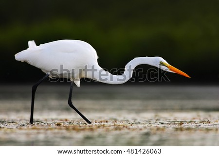 Great Egret On Prowl >> Yellow-billed Egret Stock Images, Royalty-Free Images & Vectors | Shutterstock Great Egret On Prowl >> Yellow-billed Egret Stock Images, Royalty-Free Images & Vectors | Shutterstock
