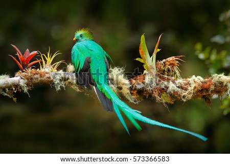 Exotic bird with long tail. Resplendent Quetzal, Pharomachrus mocinno, magnificent sacred green bird from Savegre in Costa Rica. Rare magic animal in mountain tropic forest. Birdwatching in America.