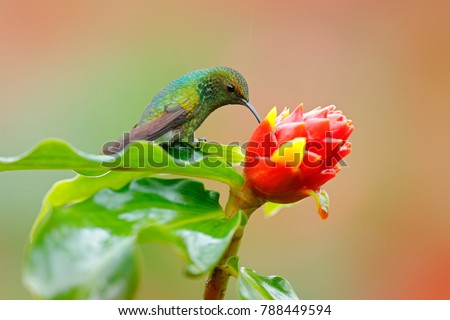 Swinging novel pernod threesome Hummingbirds nectar suck vaccum