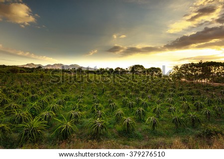 field of fruit tree planting (dragon fruit) in the province of Binh Thuan, Vietnam