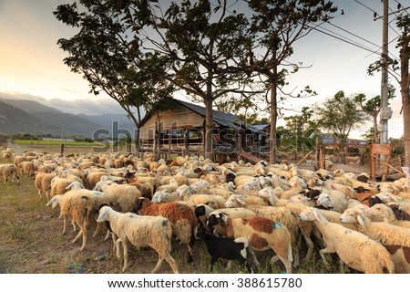 The sheeps are back to the barn at sunset. Images at a sheep farm on the prairie plains in Ninh Thuan Province, Vietnam