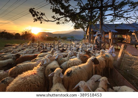 Ninh Thuan Province, Vietnam - February 28, 2016: a farmer who is herded sheep back to the barn at dusk. Pictures at a sheep farm in the steppe zone in Ninh Thuan Province, Vietnam