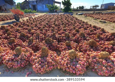 Ninh Thuan Province, Vietnam - February 27, 2016: After being dried onion harvest on the field under the sun, then entered the stockpile of farmers in Ninh Thuan
