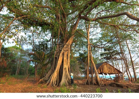 Phu Quoc island, Kien Giang province, VietNam - May 01, 2016 : tourists with giant banyan tree on Phu Quoc Island. tree of Life, amazing banyan tree.