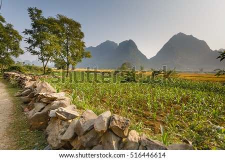 Corn field in Cao Bang province. Caobang is North East province of Vietnam near China